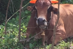 4989 1-1-19 cow
