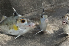 5002 2-1-19 Fish