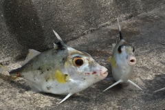 5003 2-1-19 Fish