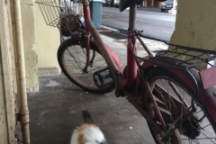 5042 4-1-19 bike