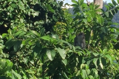 5083 7-1-19 monkey