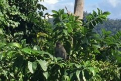 5084 7-1-19 monkey
