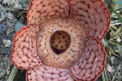 5113 8-1-19 flower