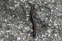 5153 8-1-19  millipede