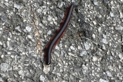 5154 8-1-19  millipede