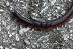 5155 8-1-19  millipede