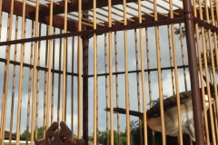 5224  11-1-19 birdcages