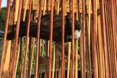 5226  11-1-19 birdcages