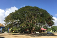 5337  14-1-19 tree