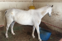 5390 17-1-19  white horse