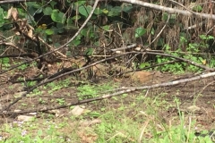 5431 18-1-19 undergrowth