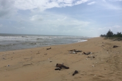 5460 20-1-19 beach
