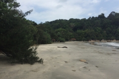 5546 25-1-19 beach