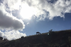 0470 24-10 Donkey