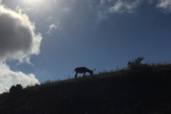 0471 24-10 Donkey