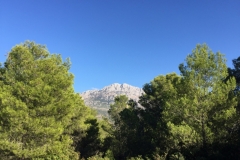 0499 24-10 Trees