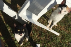 0527 25-10 Cats