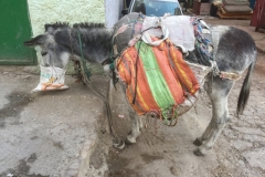 0572 27-10 Donkey