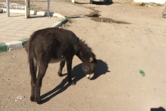 0582 28-10 Donkey
