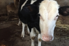 0595 29-10 Cow