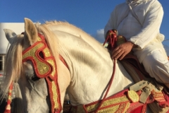 0743 4-11 Horses and riders.