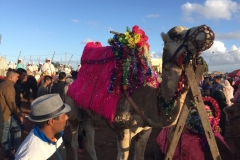 0757 4-11 Camel Horses and riders.