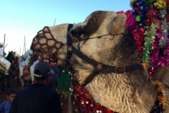 0760 4-11 Camel Horses and riders.