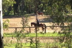 4876 15-1 Watching horses in the Park