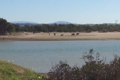 4891 15-1 Distant camels
