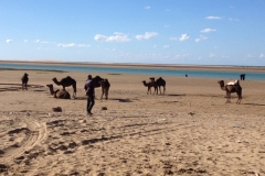 4893 15-1 camels