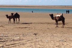 4894 15-1 camels