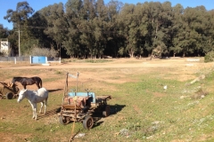 5016 17-1 horses and cart