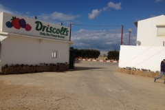 5065 19-1 Driscolls