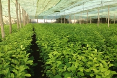 5121 21-1 Mohamed's farm lemons