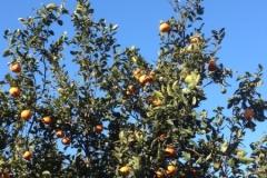 5125 21-1 Mohamed's farm oranges