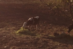 5129 21-1 cow