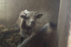 5200 22-1 cow inside
