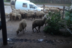 5287 22-1 sheep