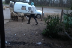 5289 22-1 sheep