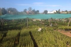 5369 24-1 Plant nursery