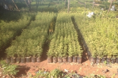 5370 24-1 Plant nursery