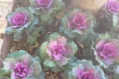 5399 24-1 Ornamental cabbage
