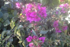 5401 24-1 exotic flowers