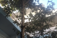 5439 25-1 tree