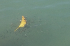 5454 25-1 fish