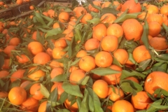 5497 25-1 oranges