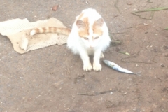 5508 25-1 cat