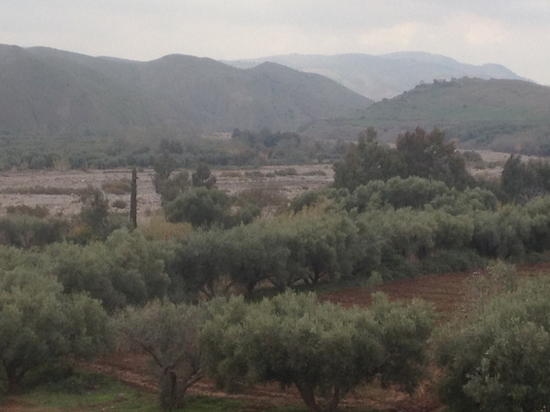 5725 31-1 fields