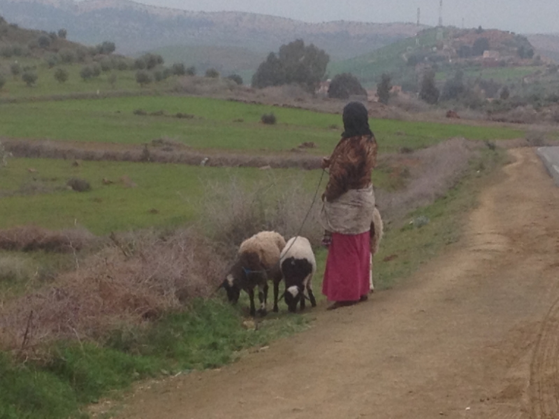 5740 31-1 walking the sheep