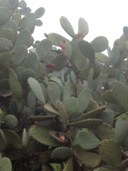 5742 31-1 Cactus?
